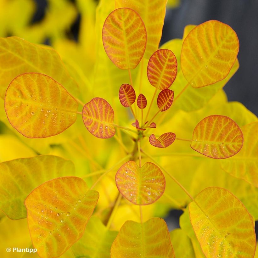 Cotinus coggygria Golden Lady - Arbre à perruque (Feuillage)