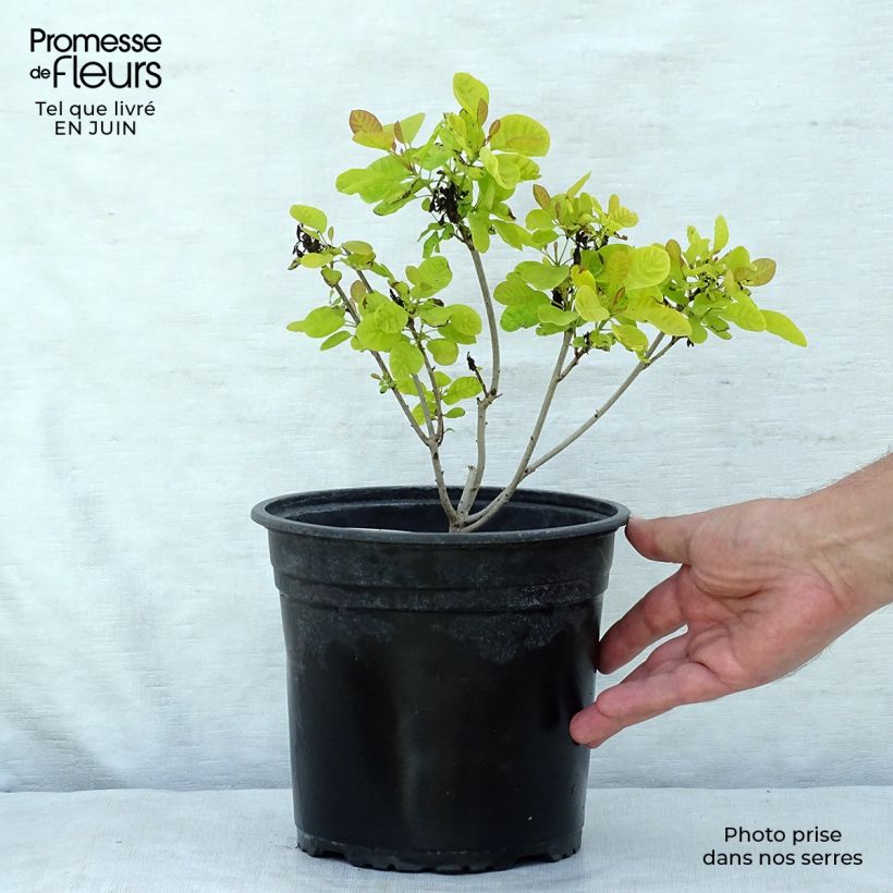 Spécimen de Cotinus coggygria Golden Lady - Arbre à perruque Pot de 3L/4L tel que livré en été