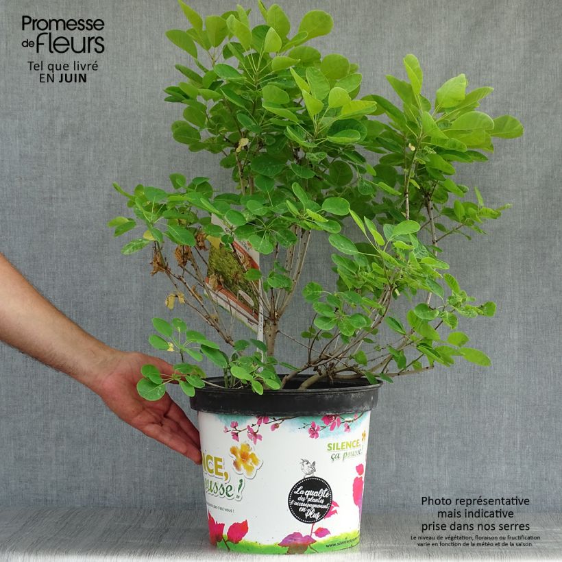Spécimen de Cotinus coggygria Golden Lady - Arbre à perruque Pot de 7,5L/10L tel que livré en été