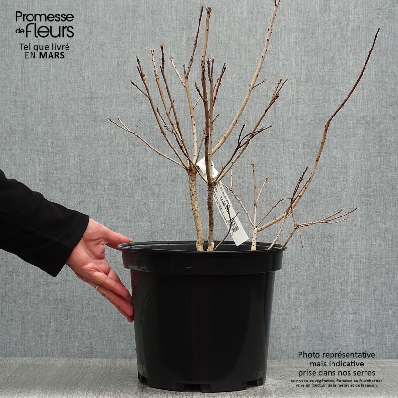 Spécimen de Cotinus coggygria Golden Lady - Arbre à perruque en pot de 7,5L/10L tel que livré au printemps
