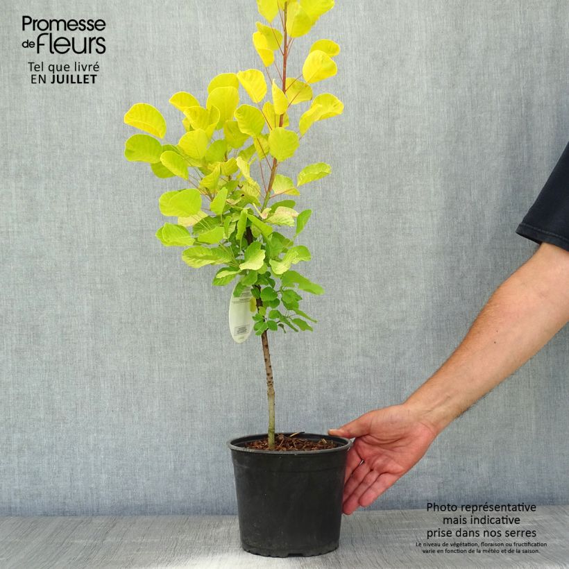 Spécimen de Cotinus coggygria Golden Spirit - Arbre à Perruques Doré Pot de 2L/3L tel que livré en été