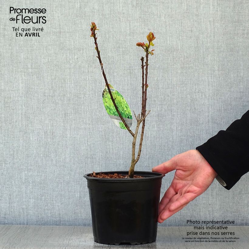 Spécimen de Cotinus coggygria Golden Spirit - Arbre à Perruques Doré Pot de 2L/3L tel que livré au printemps