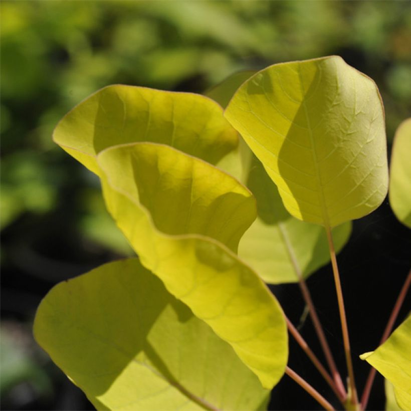 Cotinus coggygria Golden Spirit - Arbre à Perruques Doré (Feuillage)