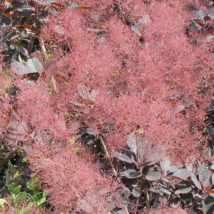 Cotinus coggygria Lilla - Arbre à perruque nain. (Floraison)