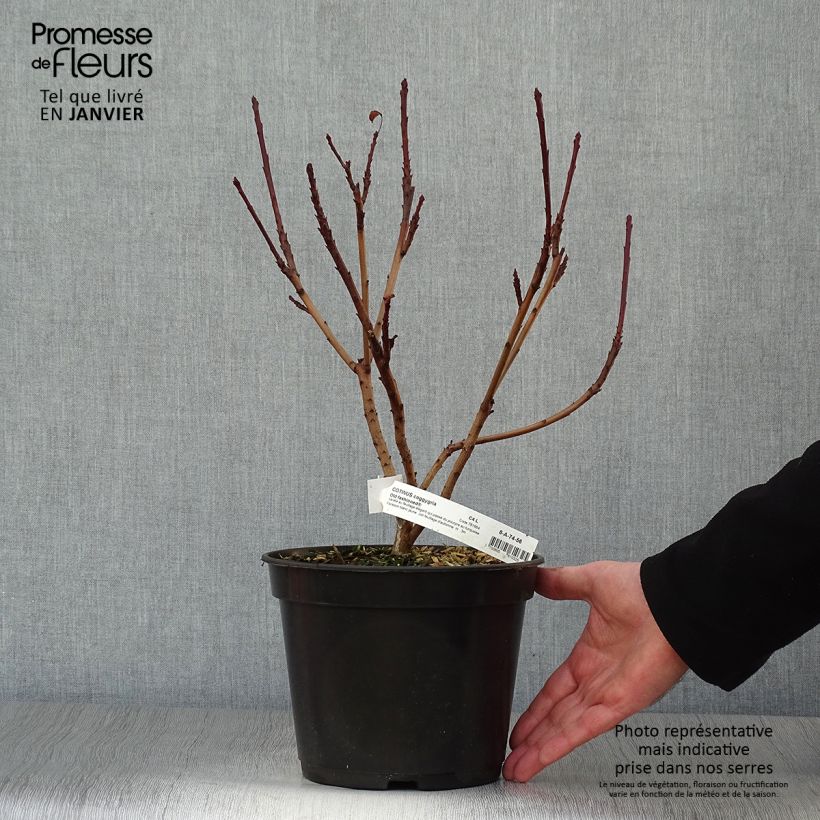Spécimen de Cotinus coggygria Old Fashioned - Arbre à Perruques tel que livré en hiver