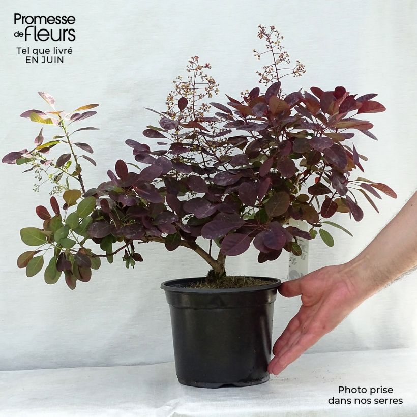 Spécimen de Cotinus coggygria Royal Purple - Arbre à perruque  Pot de 2L/3L tel que livré en été