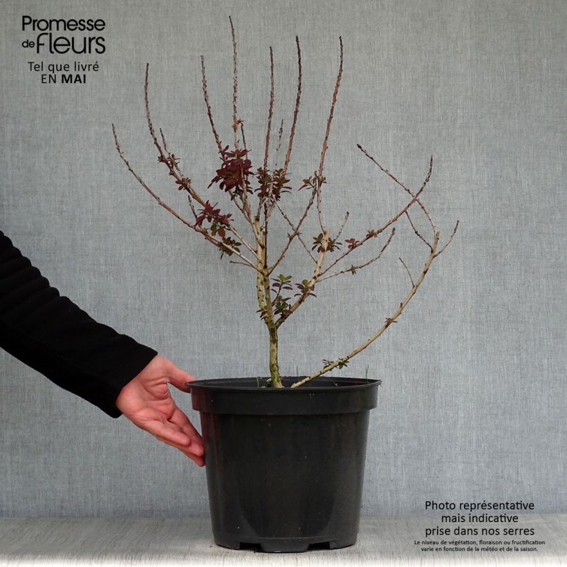 Spécimen de Cotinus coggygria Royal Purple - Arbre à perruque en pot de 5L tel que livré au printemps