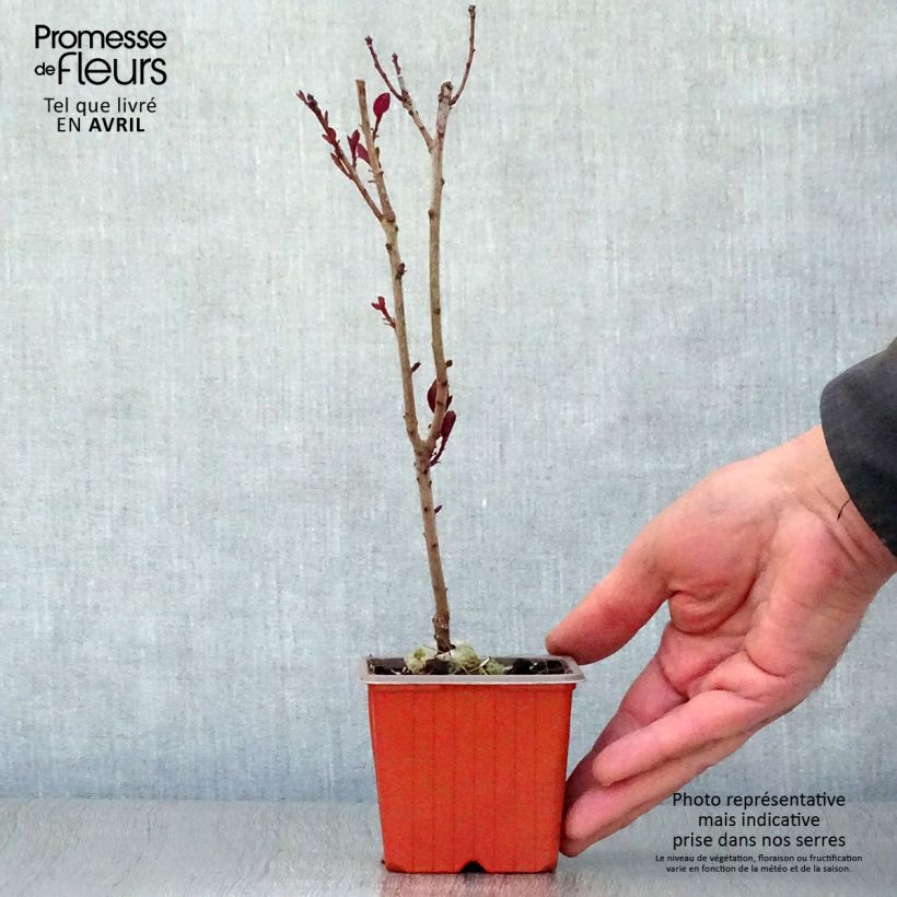 Spécimen de Cotinus coggygria Royal Purple - Arbre à perruque  Godet de 8/9 cmHauteur livrée env. 10/15cm tel que livré au printemps