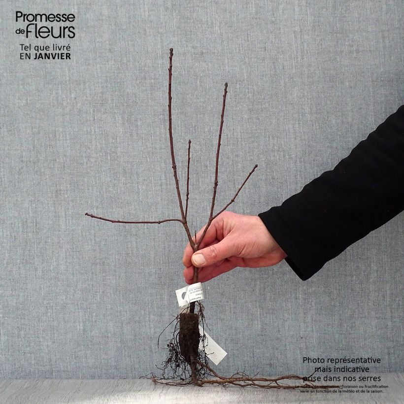 Spécimen de Cotinus coggygria Royal Purple - Arbre à perruque  Petites Racines nuesHauteur livrée env. 30/40cm tel que livré en hiver