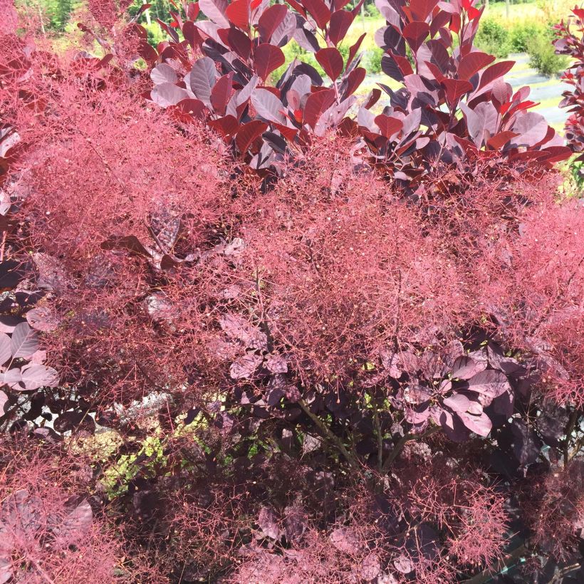 Cotinus coggygria Winecraft Black - Arbre à perruque (Floraison)