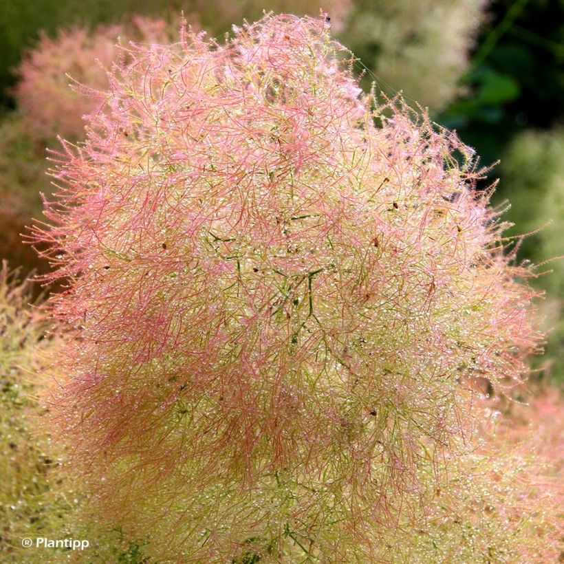 Cotinus coggygria Young Lady - Arbre à Perruque (Floraison)