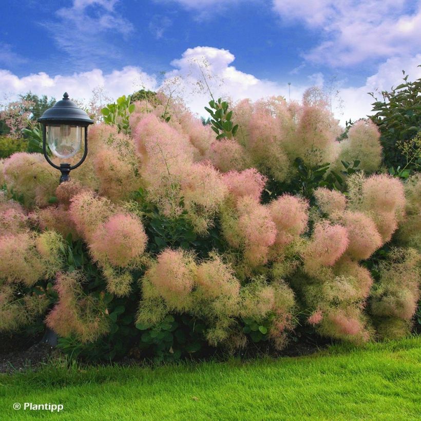 Cotinus coggygria Young Lady - Arbre à Perruque (Port)