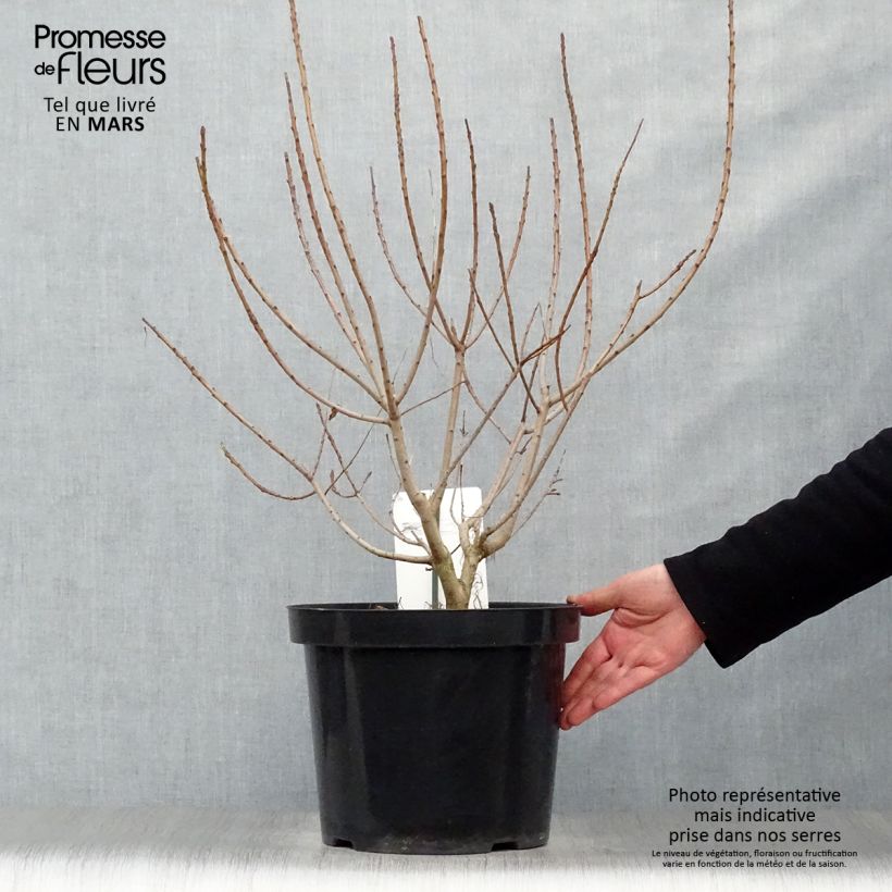 Spécimen de Cotinus coggygria Young Lady - Arbre à Perruque en pot de 6L/7L  tel que livré au printemps