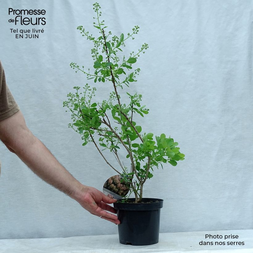 Spécimen de Cotinus coggygria Young Lady - Arbre à Perruque Pot de 2L/3L tel que livré en été
