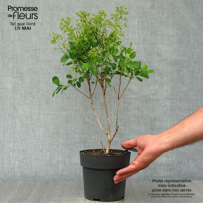 Spécimen de Cotinus coggygria Young Lady - Arbre à Perruque en pot de 2/3 L tel que livré au printemps