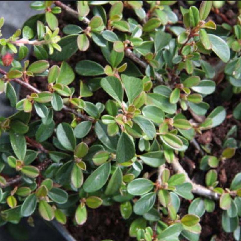 Cotonéaster dammeri Eichholz (Feuillage)