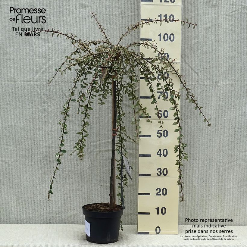 Spécimen de Cotoneaster suecicus Juliette Pot de 3L Tige de 40 cm tel que livré au printemps
