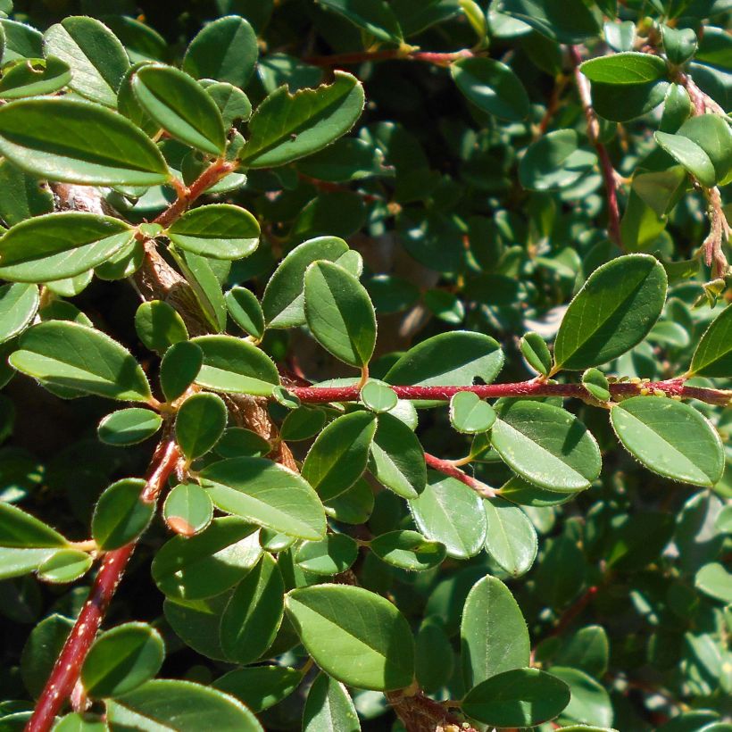 Cotonéaster suecicus Skogholm (Feuillage)