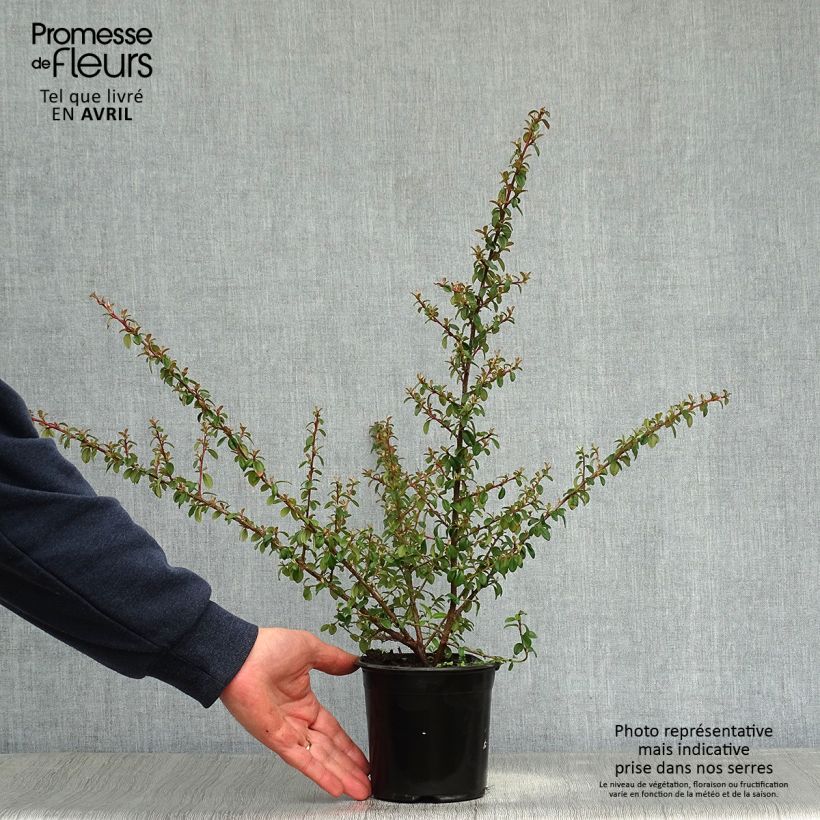 Spécimen de Cotonéaster suecicus Skogholm Pot de 1L/1,5LHauteur livrée env. 25/30cm tel que livré au printemps
