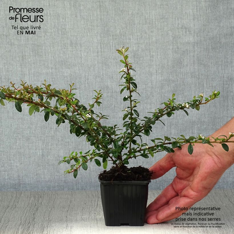 Spécimen de Cotonéaster suecicus Skogholm Godet de 8/9 cmHauteur livrée env. 20/25cm tel que livré au printemps
