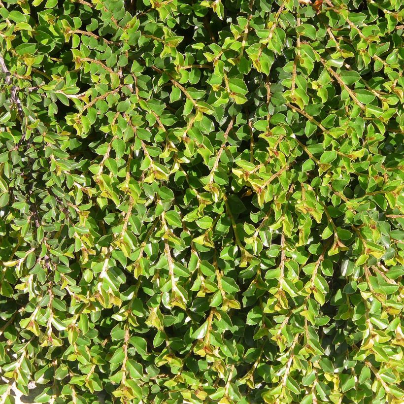 Cotoneaster adpressus - Cotonéaster rampant. (Feuillage)