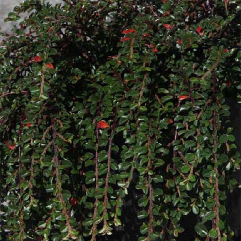 Cotoneaster adpressus Little Gem (Feuillage)