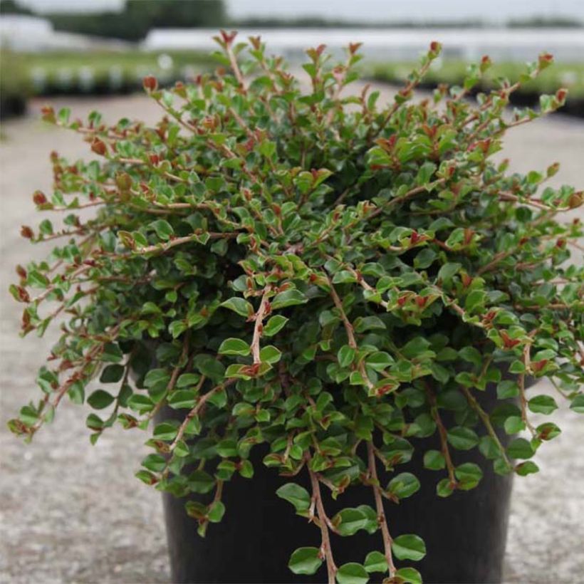 Cotoneaster adpressus Little Gem (Port)