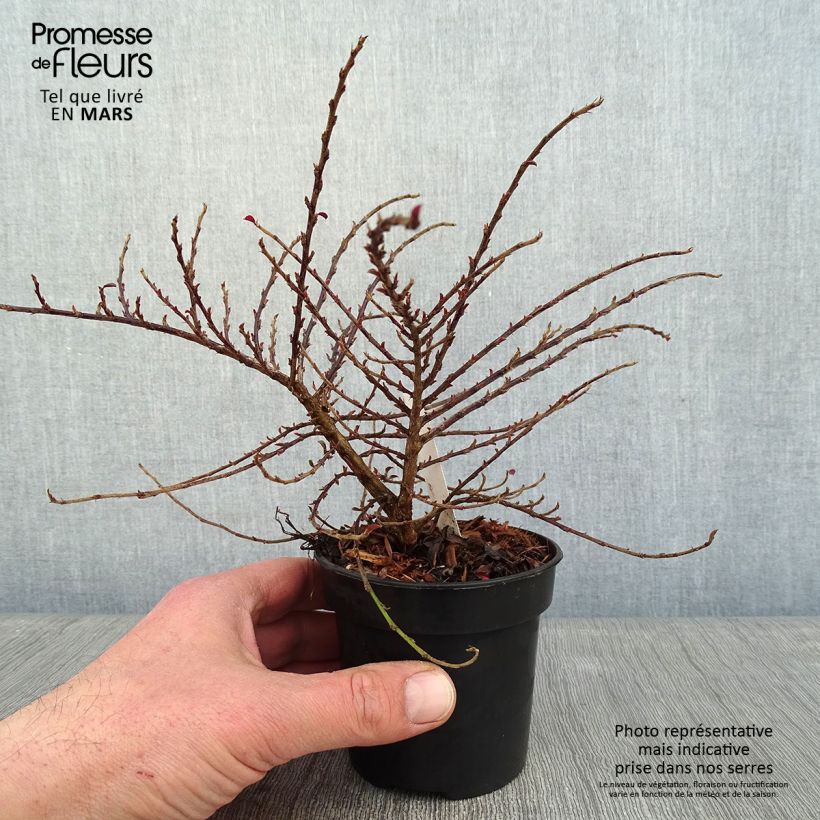 Spécimen de Cotoneaster adpressus Little Gem tel que livré en hiver