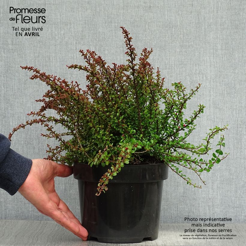 Spécimen de Cotoneaster adpressus Little Gem en pot de 2/3L tel que livré au printemps