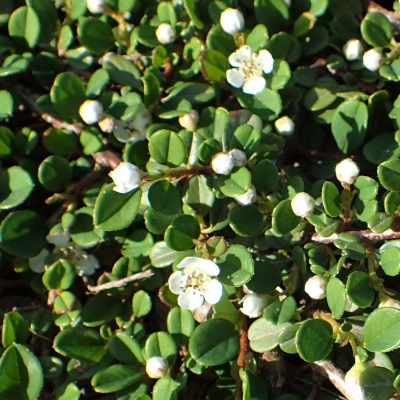 Cotoneaster congestus (Feuillage)