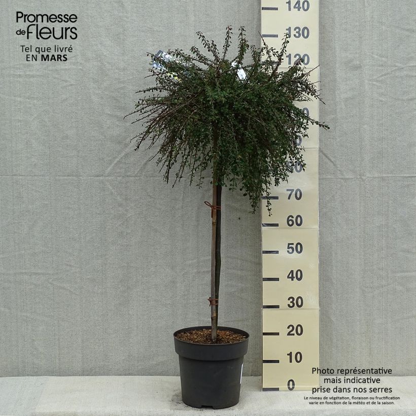 Spécimen de Cotoneaster congestus Pot de 10L sur tige 80 cm tel que livré au printemps