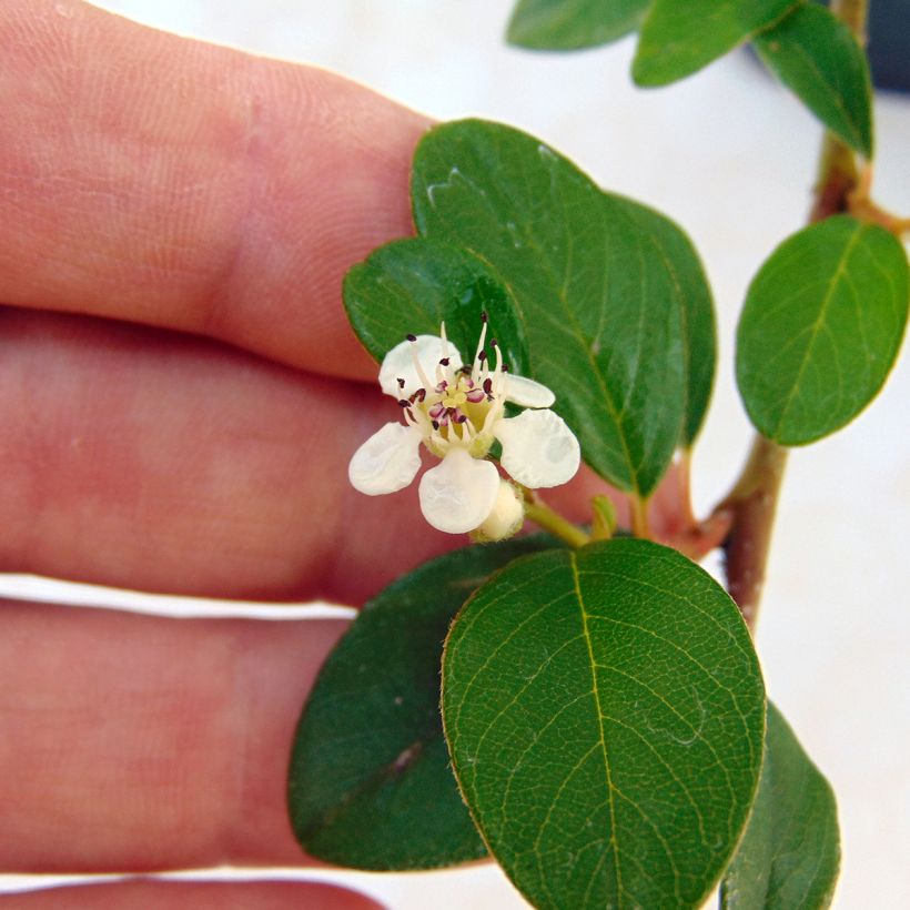 Cotoneaster dammeri - Cotoneaster de Dammer (Floraison)