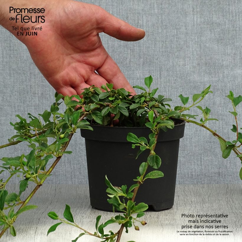 Spécimen de Cotoneaster dammeri - Cotoneaster de Dammer Godet de 8/9 cm tel que livré en été
