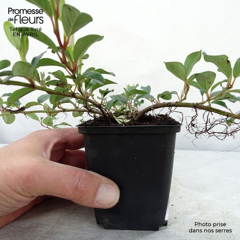 Spécimen de Cotoneaster dammeri - Cotoneaster de Dammer en godet de 9cm tel que livré au printemps