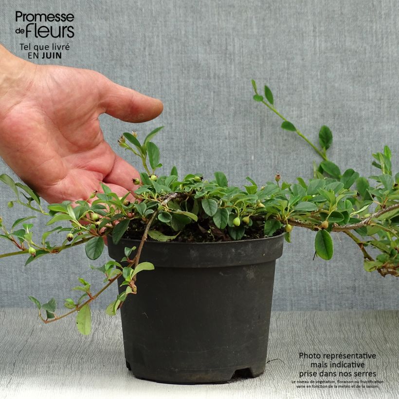 Spécimen de Cotoneaster dammeri - Cotoneaster de Dammer Pot de 1L/1,5L tel que livré en été