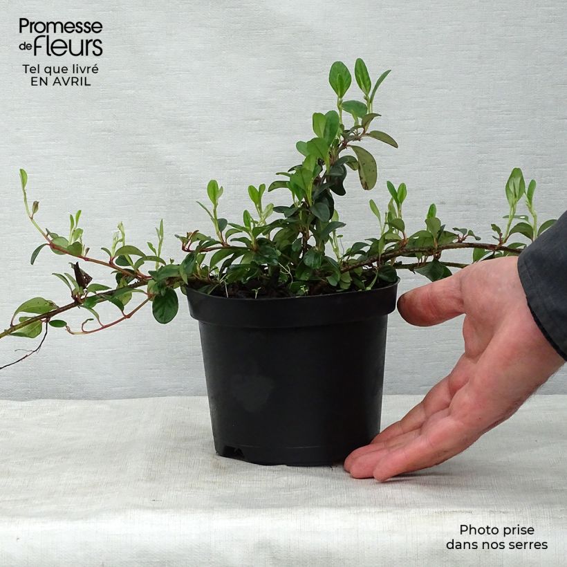 Spécimen de Cotoneaster dammeri - Cotoneaster de Dammer en pot de 1,3L tel que livré au printemps
