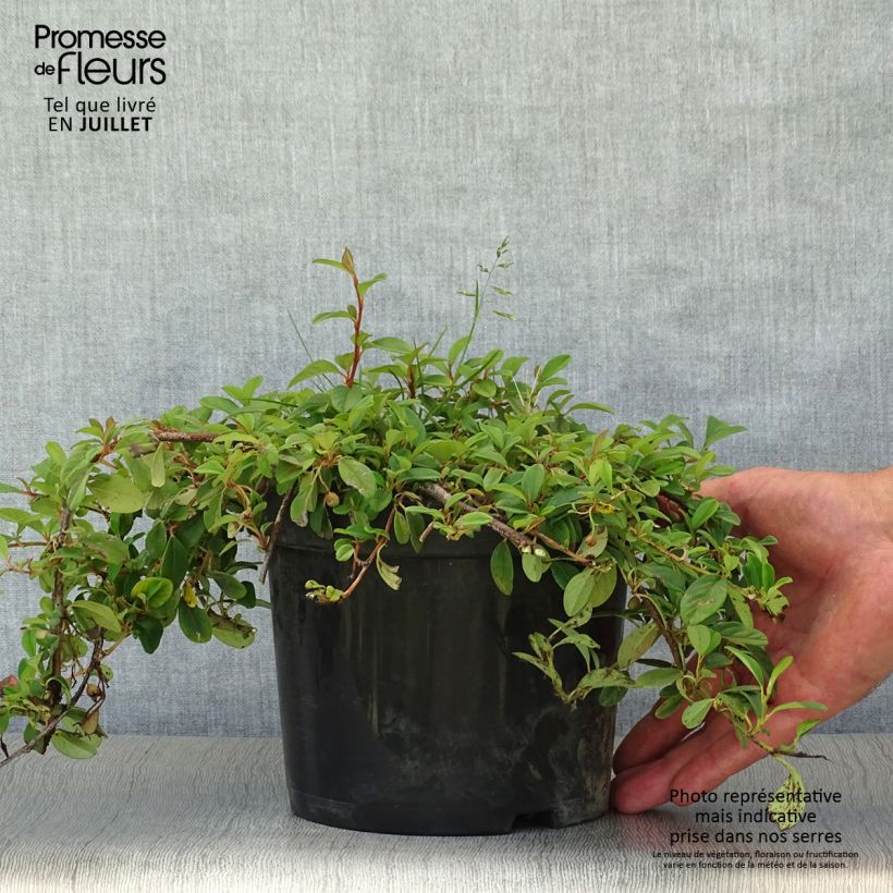 Spécimen de Cotoneaster dammeri - Cotoneaster de Dammer Pot de 2L/3L tel que livré en été