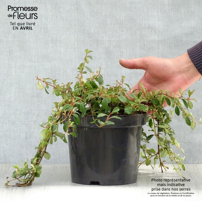 Spécimen de Cotoneaster dammeri - Cotoneaster de Dammer en pot de 2L/3L tel que livré au printemps