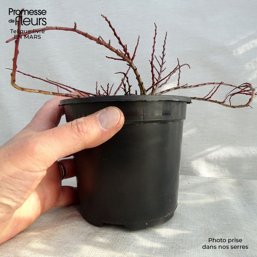 Spécimen de Cotonéaster dammeri Eichholz en pot de 1/1,5L tel que livré au printemps