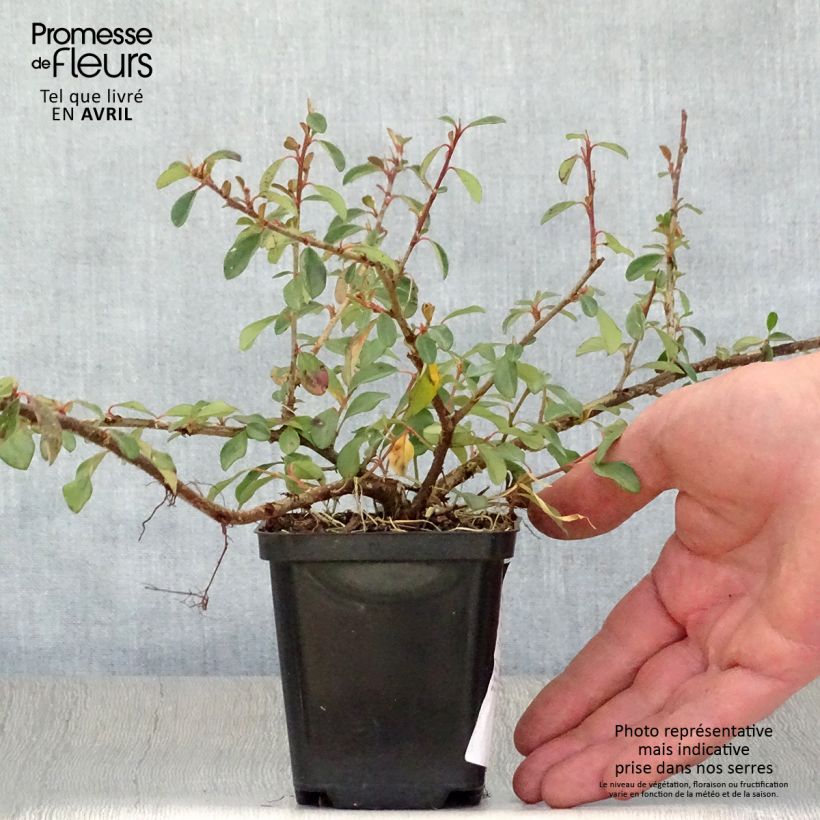 Spécimen de Cotonéaster dammeri Eichholz en godet de 9cm tel que livré au printemps