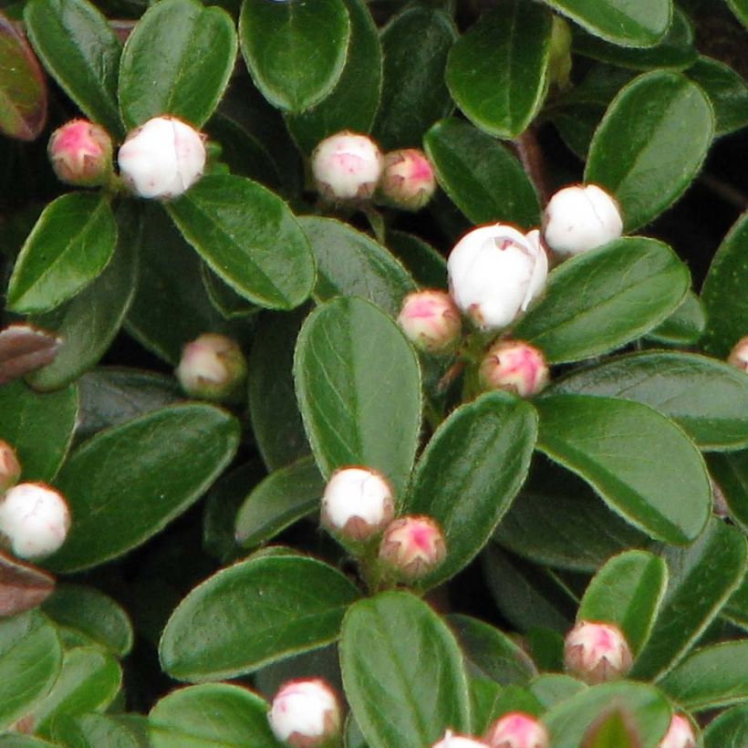 Cotoneaster dammeri Evergreen - Cotoneaster de Dammer (Feuillage)