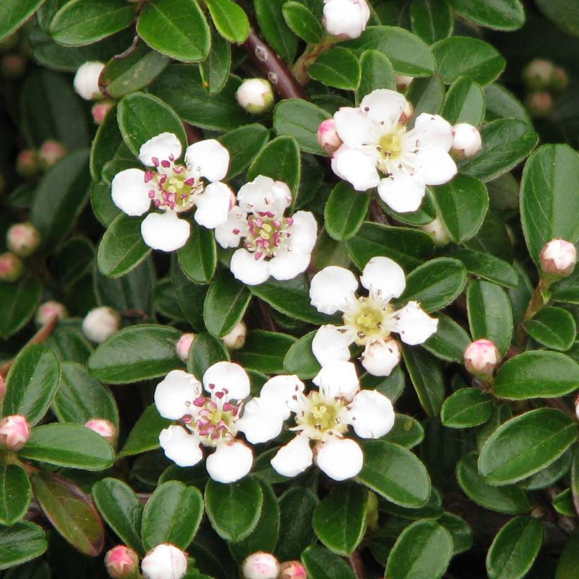 Cotoneaster dammeri Evergreen - Cotoneaster de Dammer (Floraison)