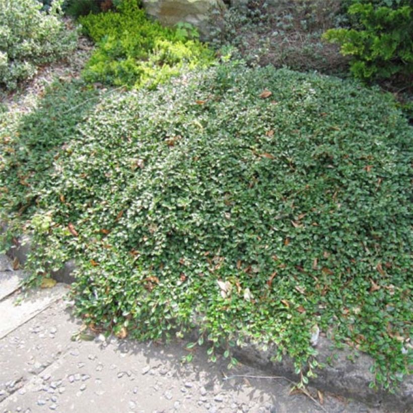 Cotoneaster dammeri Evergreen - Cotoneaster de Dammer (Port)