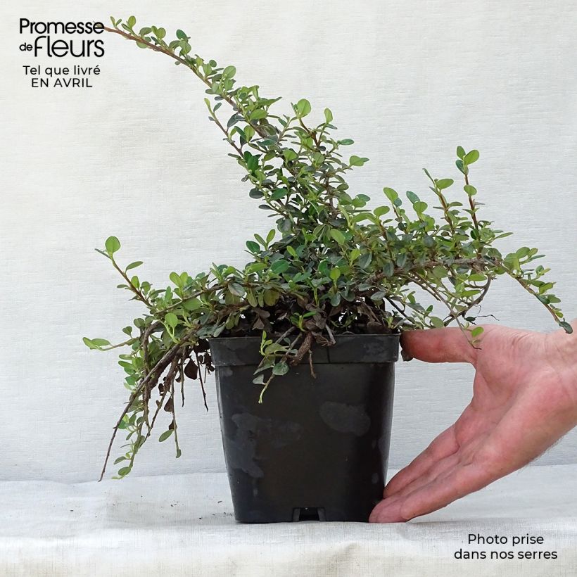 Spécimen de Cotoneaster dammeri Evergreen - Cotoneaster de Dammer Pot de 2L/3L tel que livré au printemps
