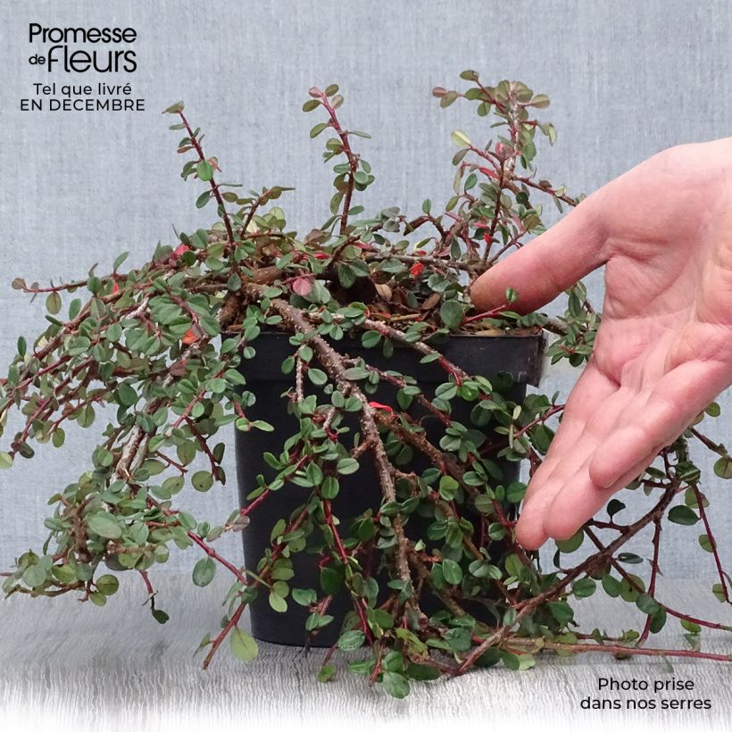 Spécimen de Cotoneaster dammeri Evergreen - Cotoneaster de Dammer tel que livré en hiver