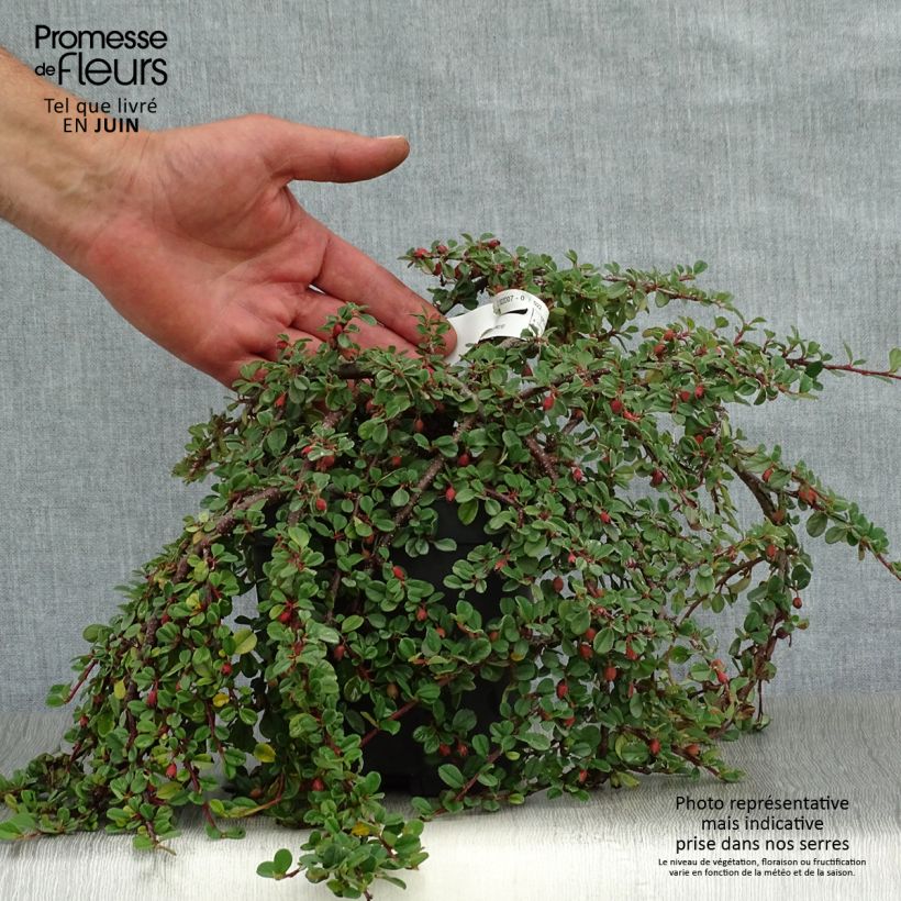 Spécimen de Cotoneaster dammeri Evergreen - Cotoneaster de Dammer Pot de 2L/3L tel que livré en été
