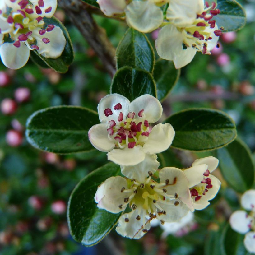 Cotoneaster dammeri Major (Floraison)