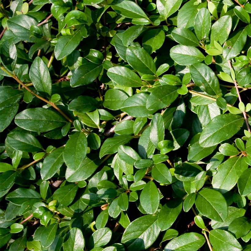 Cotoneaster dammeri Miranda (Feuillage)