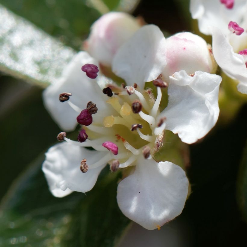 Cotoneaster dammeri Miranda (Floraison)