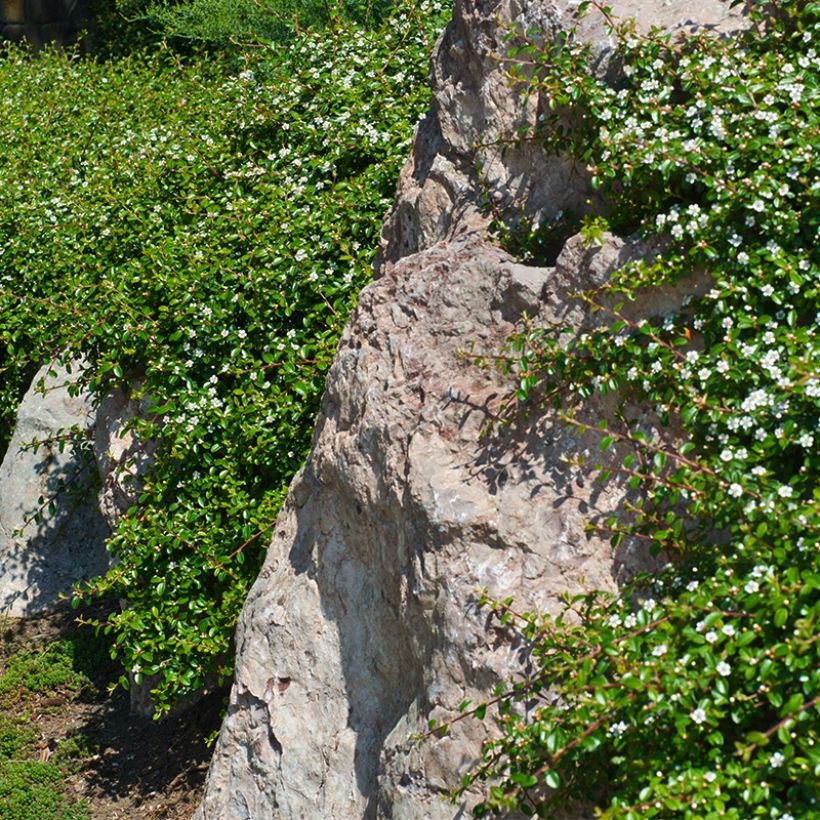 Cotoneaster dammeri Miranda (Port)